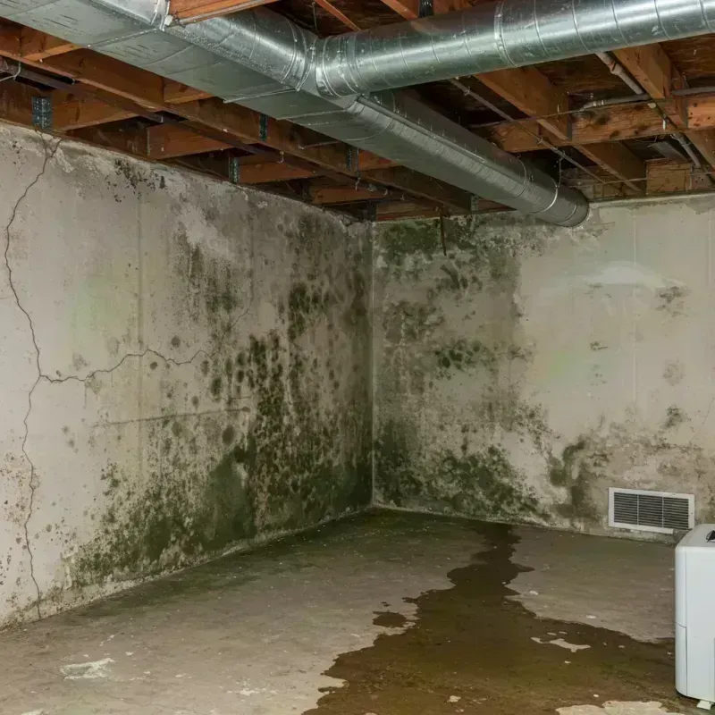 Professional Mold Removal in Lafayette, CO